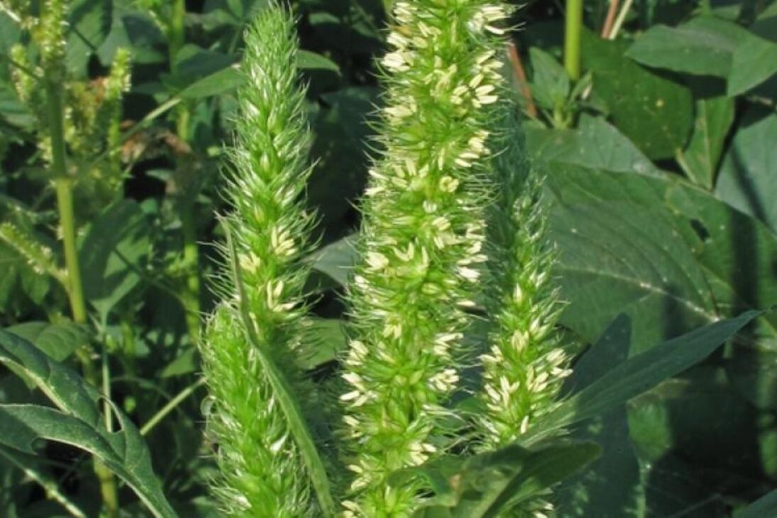 En el rancho del desierto, la planta amaranto-palmer deja de ser maleza y se convierte en herramienta para elevar y proteger carbono orgánico del suelo, usando manejo de cobertura, control de semillas y biomasa sin riego.