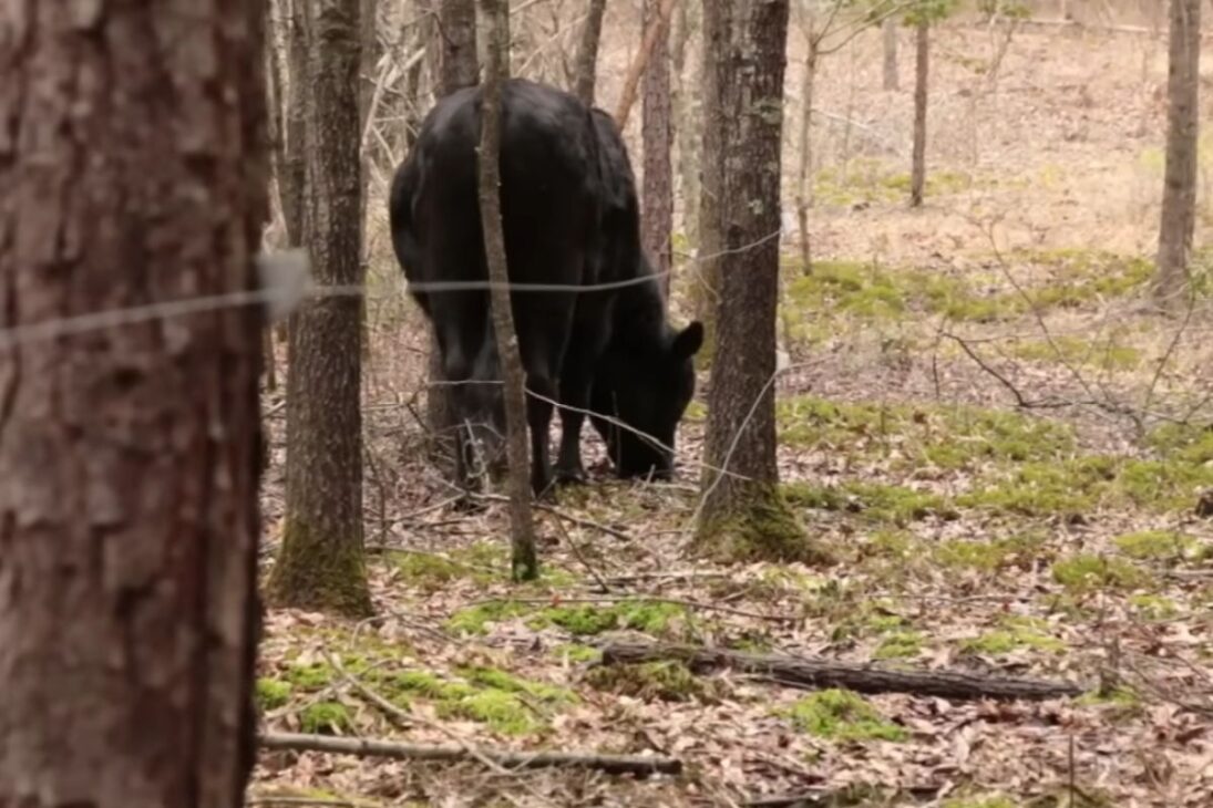 Pasto productivo sin tractor: ganado, cerca eléctrica, manejo y rotación para abrir áreas, reducir invasoras y consolidar productividad con control de riesgo y suelo protegido.