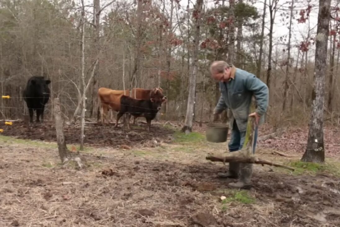 Pasto productivo sin tractor: ganado, cerca eléctrica, manejo y rotación para abrir áreas, reducir invasoras y consolidar productividad con control de riesgo y suelo protegido.