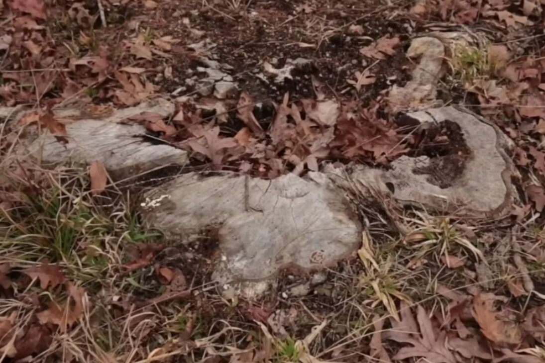 Pasto productivo sin tractor: ganado, cerca eléctrica, manejo y rotación para abrir áreas, reducir invasoras y consolidar productividad con control de riesgo y suelo protegido.