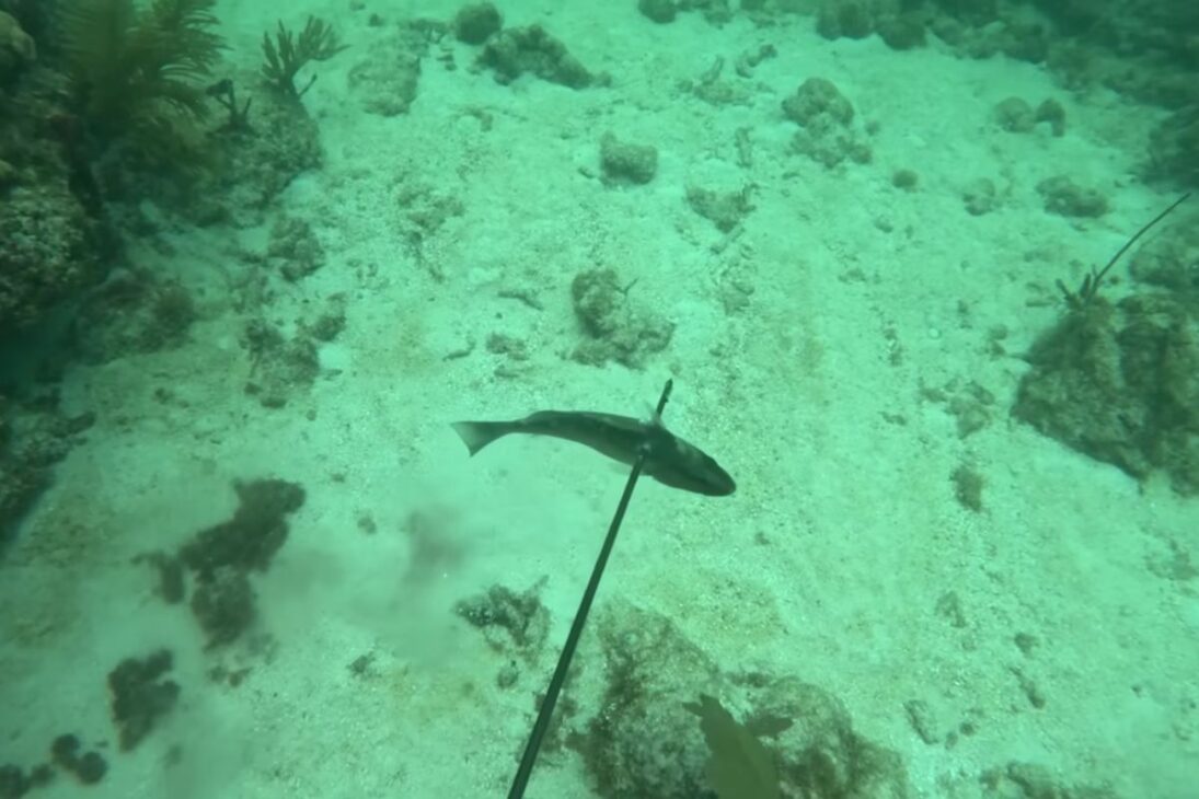 Sete dias caçando comida com arpão mostram mergulho em recifes cheios de tubarões, captura de lagosta e desafios de mergulho em apneia para transformar cada peixe em refeição consciente.