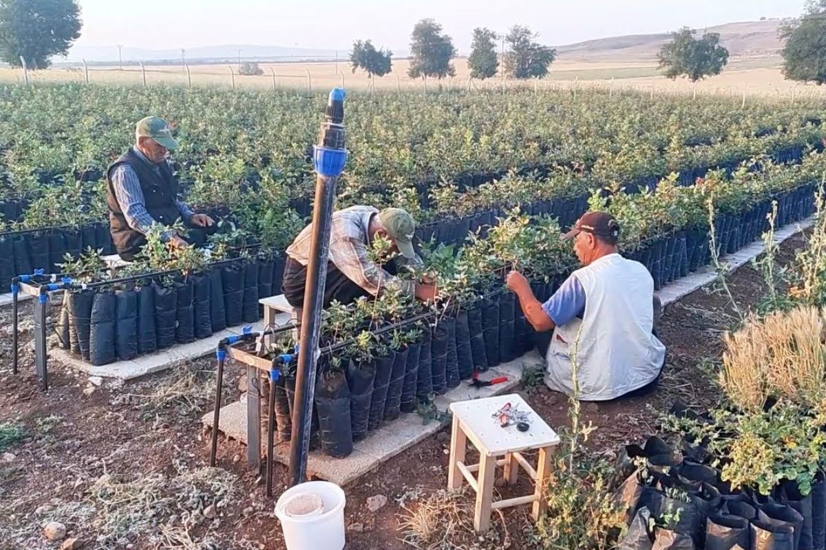 Pomar de pistache em solo árido usa GNSS, remoção profunda e enxertia planejada; a irrigação manual sustenta o início e permite rastrear falhas, corrigir limites e tornar o modelo replicável em terreno de pedras e erosão.