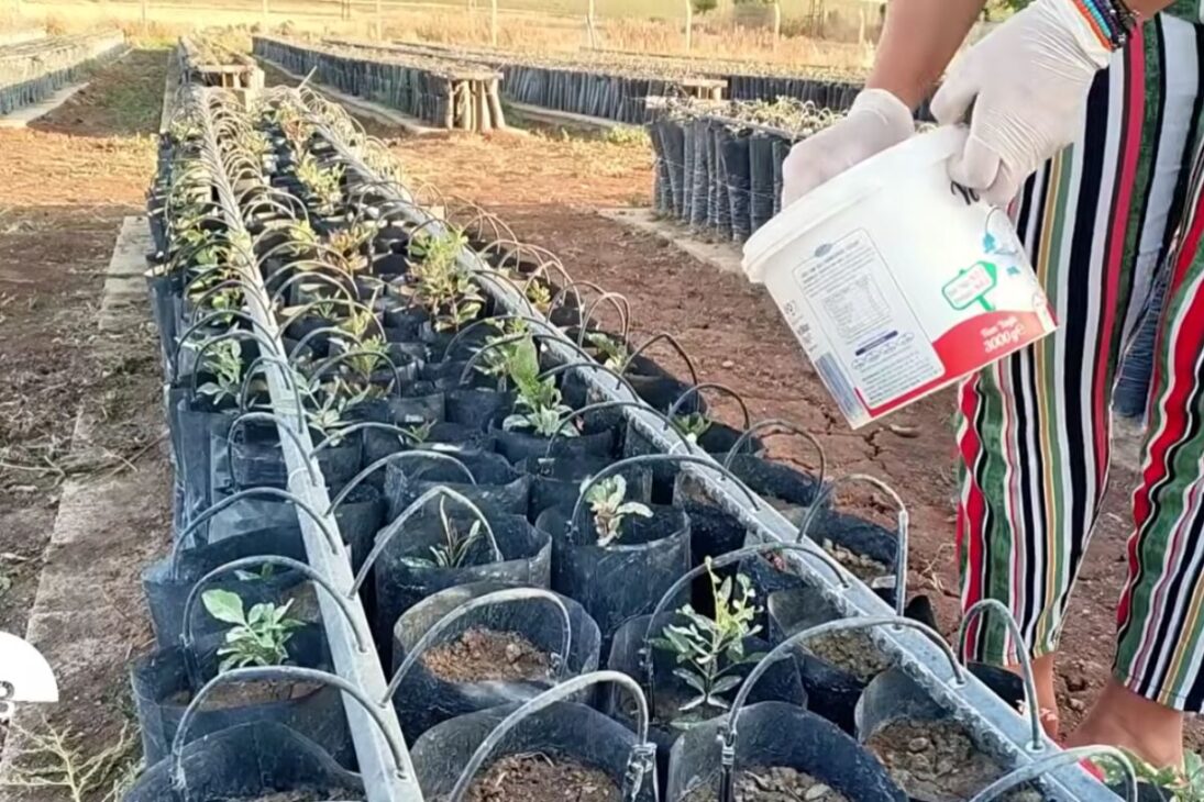 Huerto De Pistacho En Suelo Ácrido Usa GNSS, Remoción Profunda Y Injerto Planeado; La Irrigación Manual Sostiene El Inicio Y Permite Rastrear Fallas, Corregir Límites Y Hacer Que El Modelo Sea Replicable En Terreno De Piedras Y Erosión.