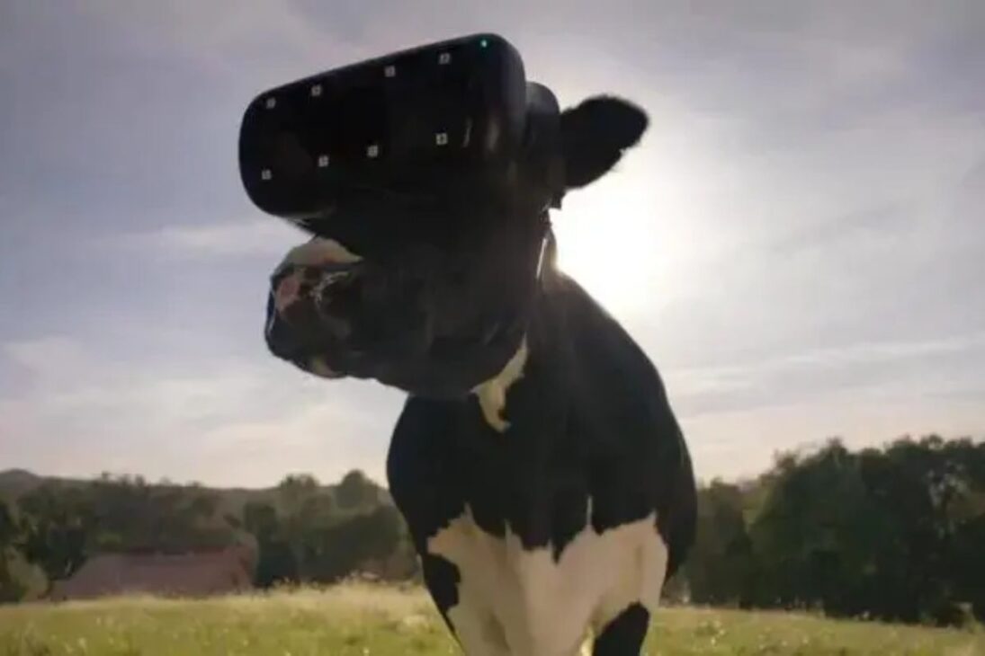 En granjas lecheras, las vacas usan gafas de realidad virtual para aumentar la producción de leche, mejorar el bienestar animal y vivir la realidad virtual en el campo.