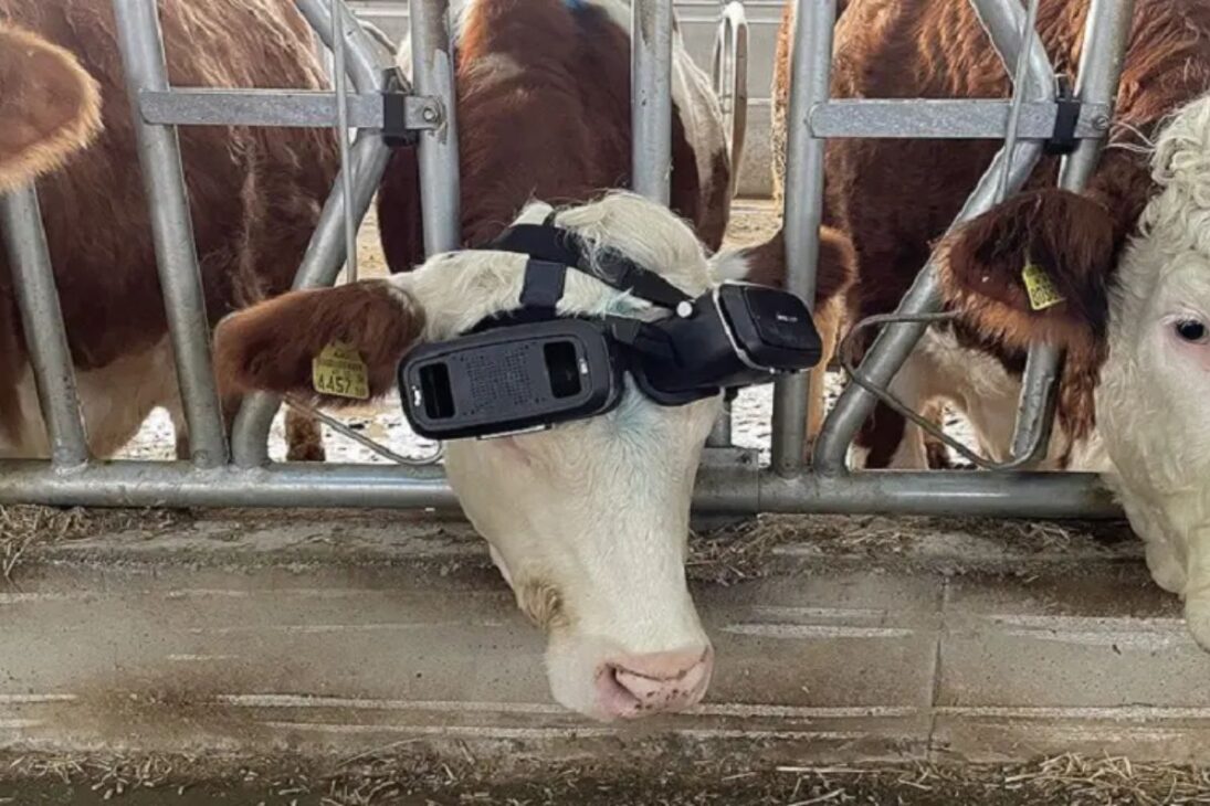 En granjas lecheras, las vacas usan gafas de realidad virtual para aumentar la producción de leche, mejorar el bienestar animal y vivir la realidad virtual en el campo.