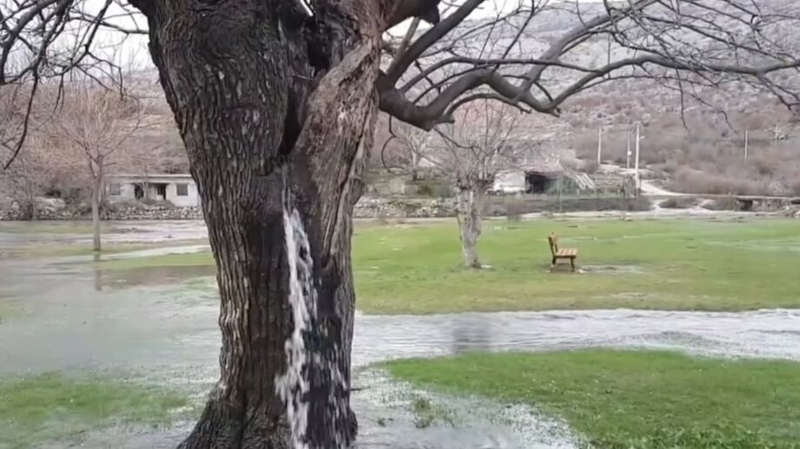 Árvore, água, Fenômeno