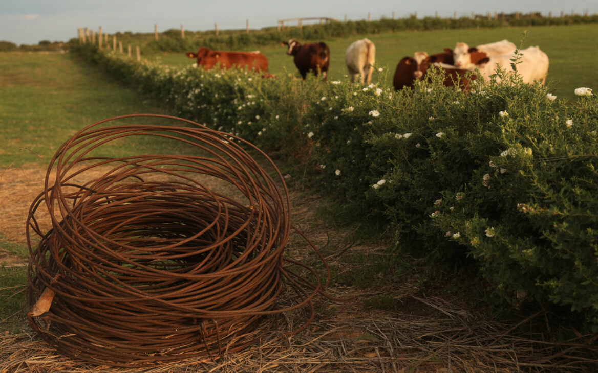 Los agricultores abandonan kilómetros de alambre de púas, plantan cercas vivas espinosas en lugar de acero, reducen costos, evitan lesiones en animales y transforman plantas en barreras rurales permanentes