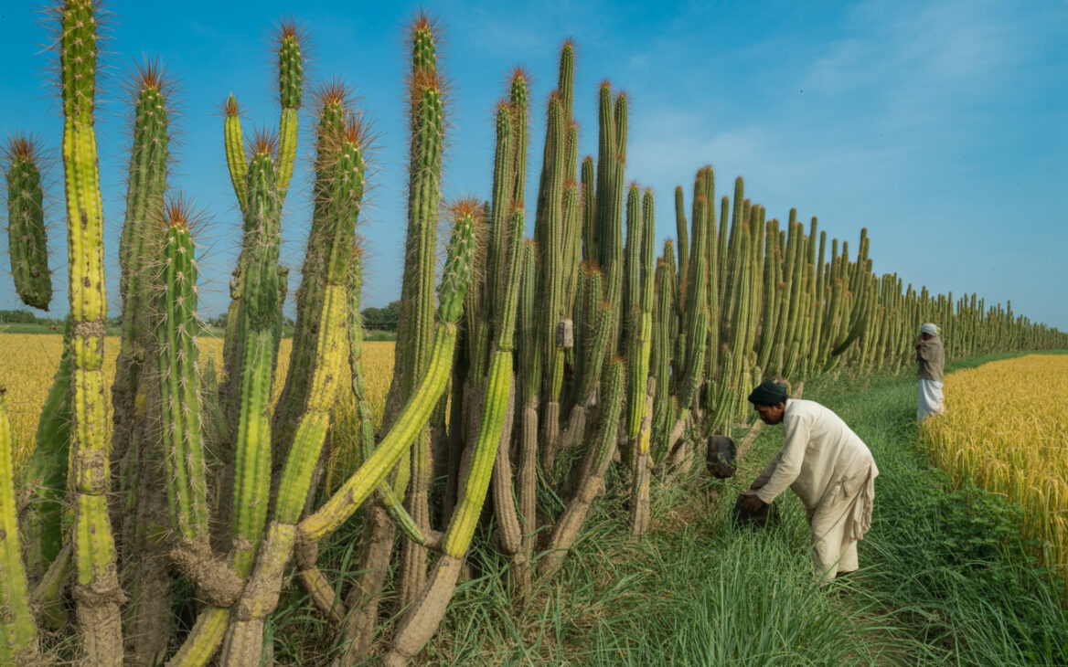 Agricultores de la India abandonan el alambre de puggil, utilizan cactos espinosos como cercas vivas, reducen costos durante décadas y transforman plantas resistentes en barreras rurales prácticamente indestructibles
