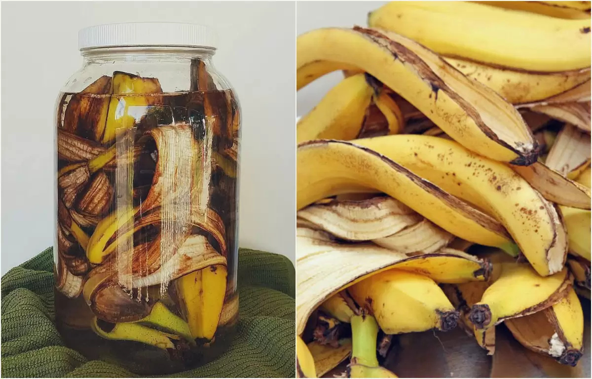Produtor que jogava casca de banana no lixo agora fermenta em água por 7 dias e cria adubo 'potássico líquido' gratuito: solução concentrada tem dobro de potássio da polpa, acelera floração e frutificação sem químicos e substitui cloreto de potássio que custa R$ 84 o saco de 50 kg