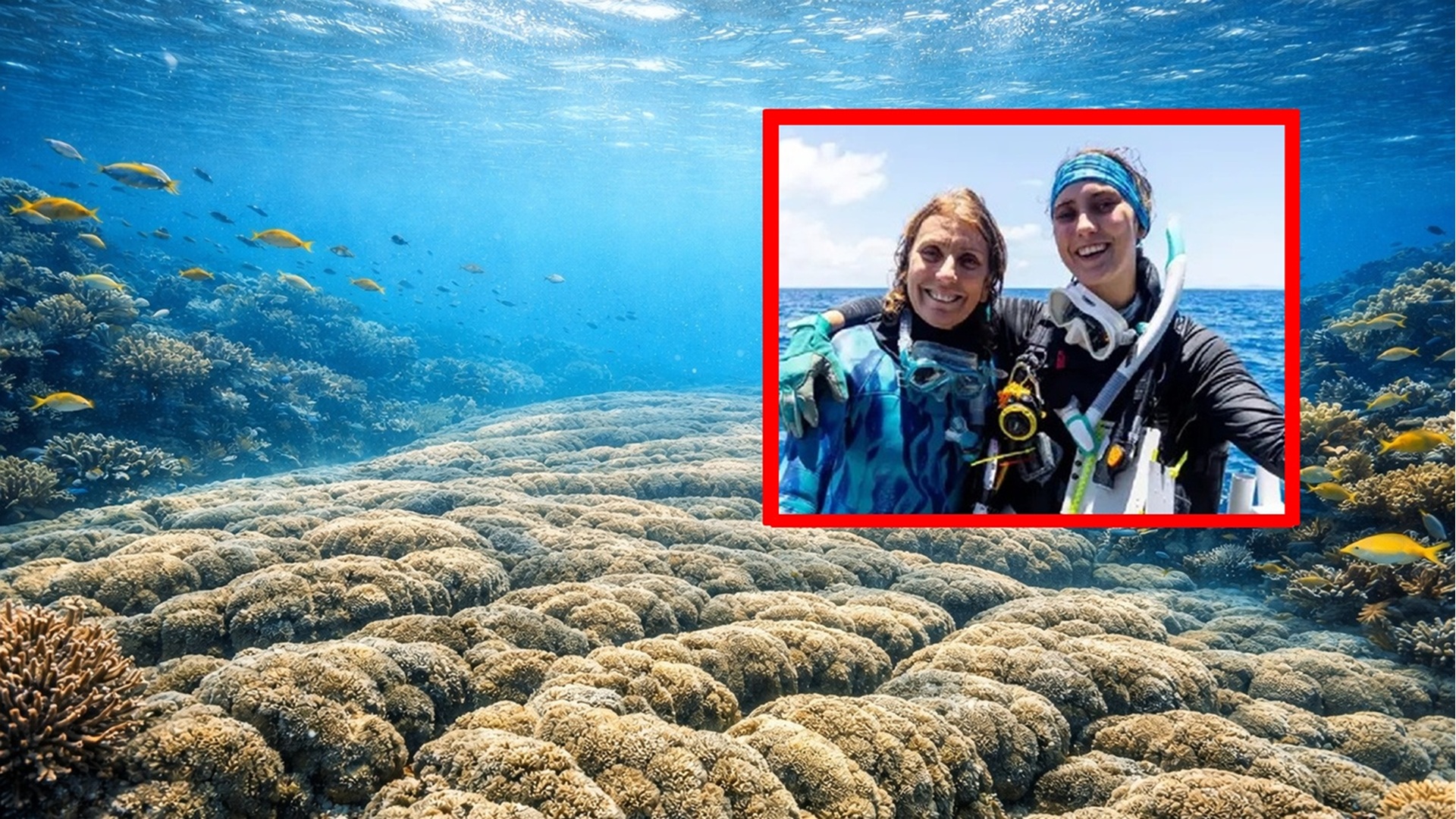 Maior colônia de corais do mundo é encontrada na Austrália e mede 111 metros com mais de 4.000 m².