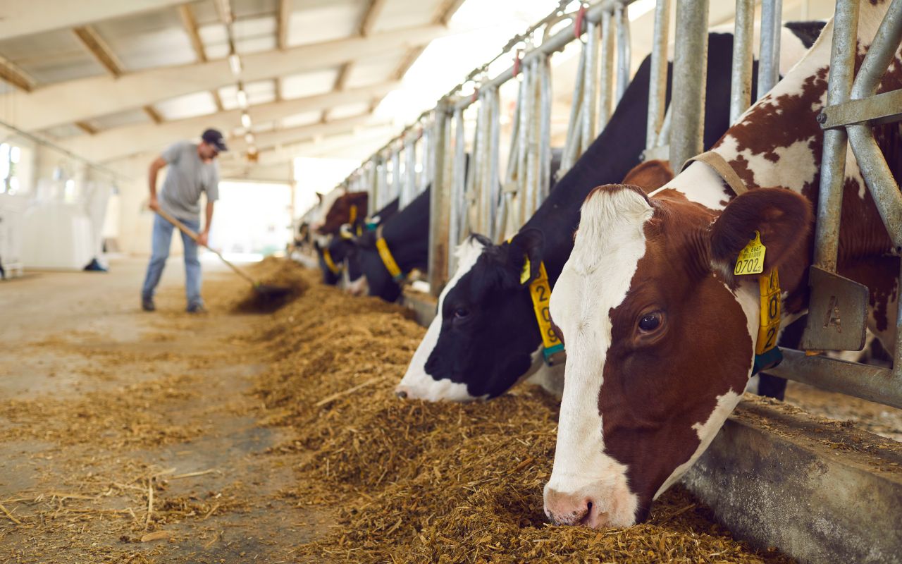 Pesquisa da Scot Consultoria mostra que a escassez de mão de obra qualificada é hoje o principal desafio dos bovinos em confinamento, superando ração e sanidade e elevando perdas.