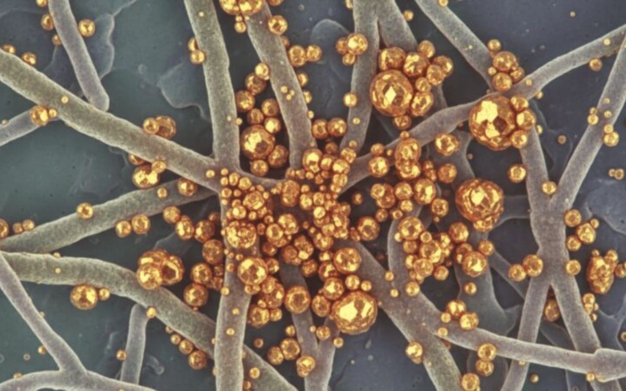 Descoberta envolvendo um fungo capaz de produzir ouro chama atenção da ciência. Entenda como funciona o processo biológico, os testes e as possíveis aplicações.