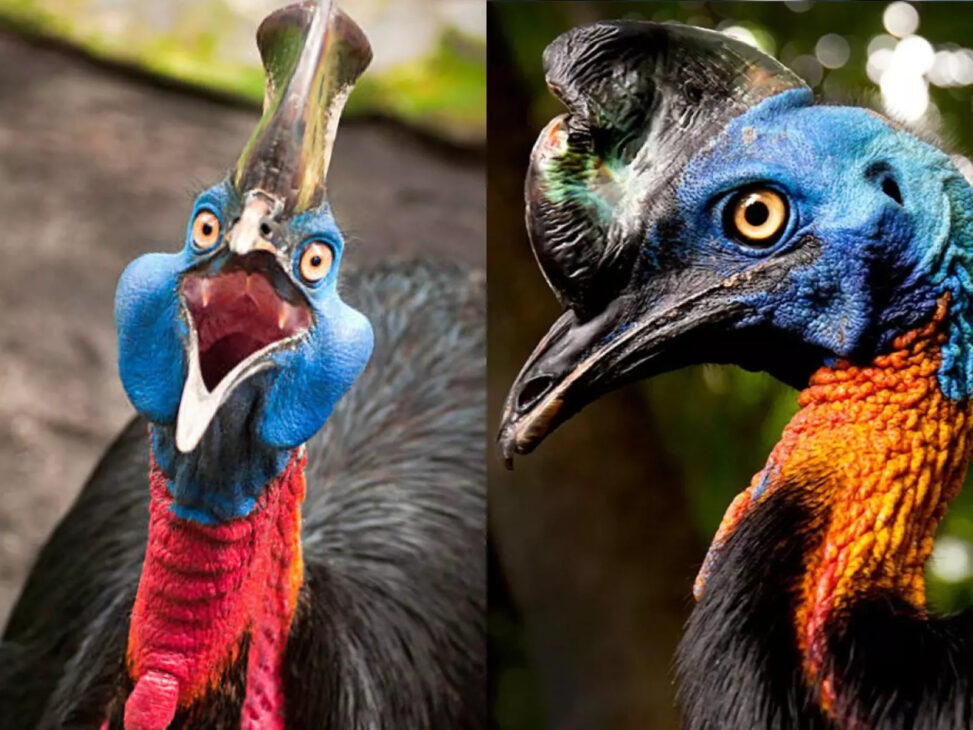 (Imagen: Reprodução)