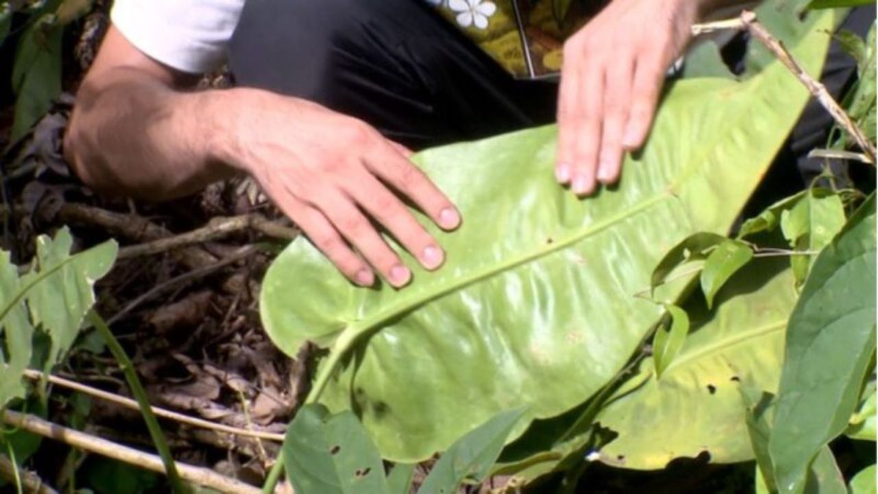 Pesquisadores identificam nova espécie de planta no Espírito Santo. O antúrio-das-pedras (Anthurium petraeum) amplia o conhecimento sobre a biodiversidade brasileira.