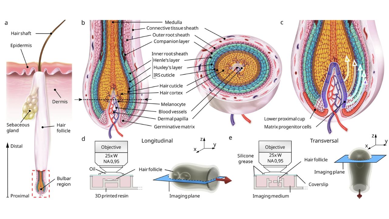 Estudio revela que el cabello no es empujado hacia fuera de la raíz, sino jalado por células en movimiento espiral, cambiando lo que la ciencia sabía sobre crecimiento capilar.