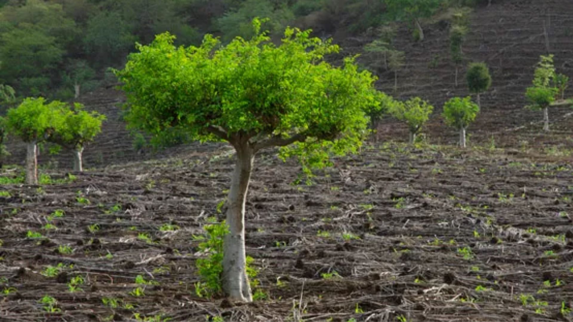 Plantação de moringa no sertão brasileiro