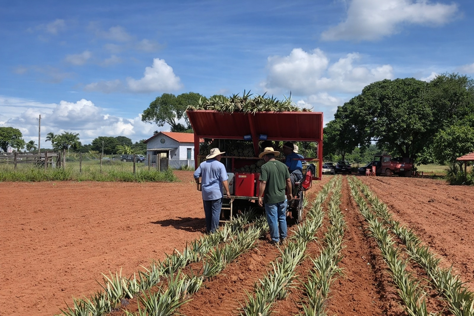 Plantadora de mudas de abacaxi em operação no campo