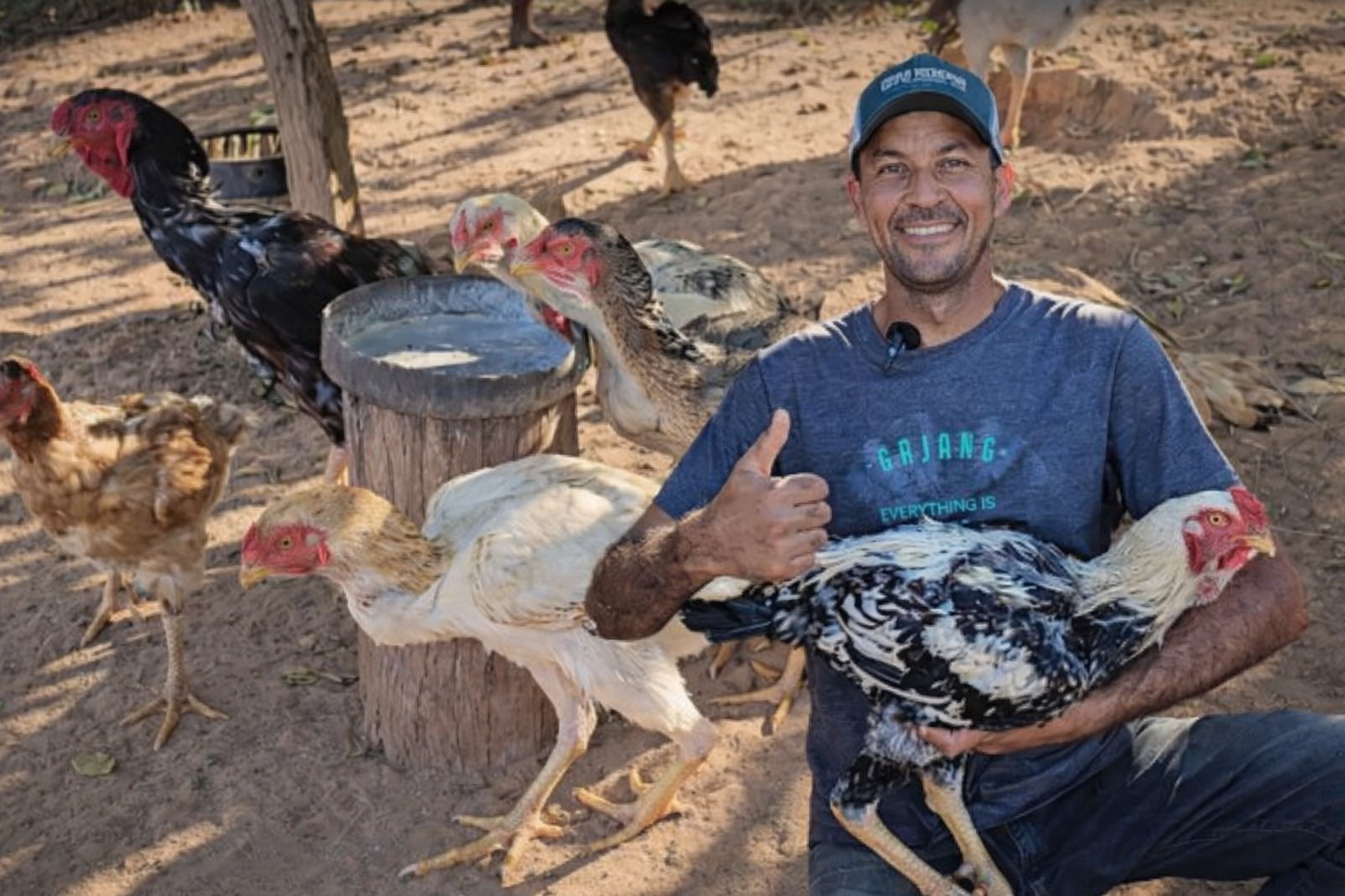 Produtor rural mostrando galinhas gigantes da raça índio malaia em criação artesanal no sítio.
