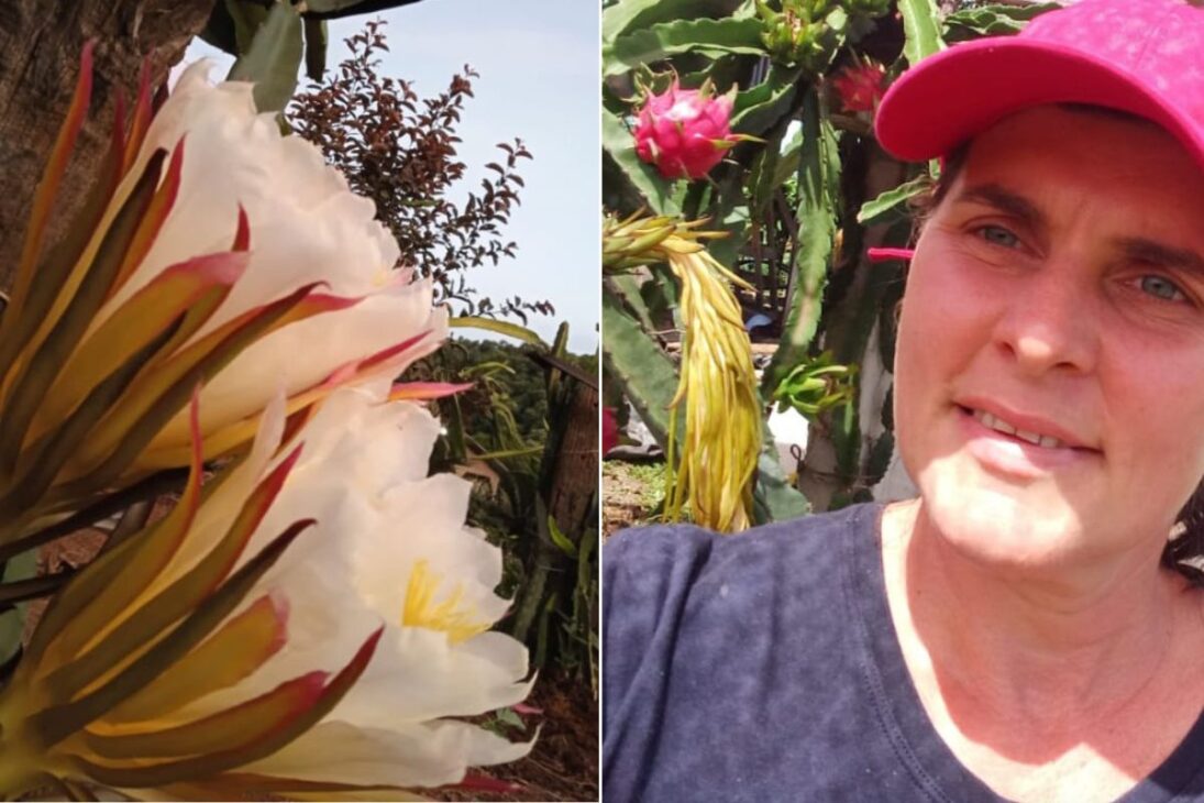 (Imagem: Reprodução/ND MAIS)