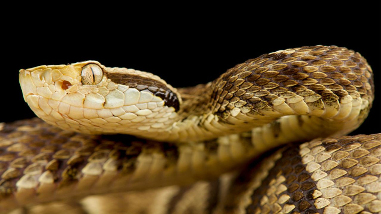 La jararaca es la cobra que más pica personas en Brasil. Descubre dónde vive, por qué es tan común y cómo evitar accidentes en áreas de matorrales.