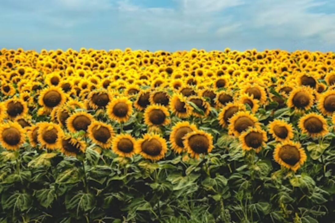 Plantas como girasol y nabo forrajero generan biomasa y ayudan a recuperar suelo compactado sin química.