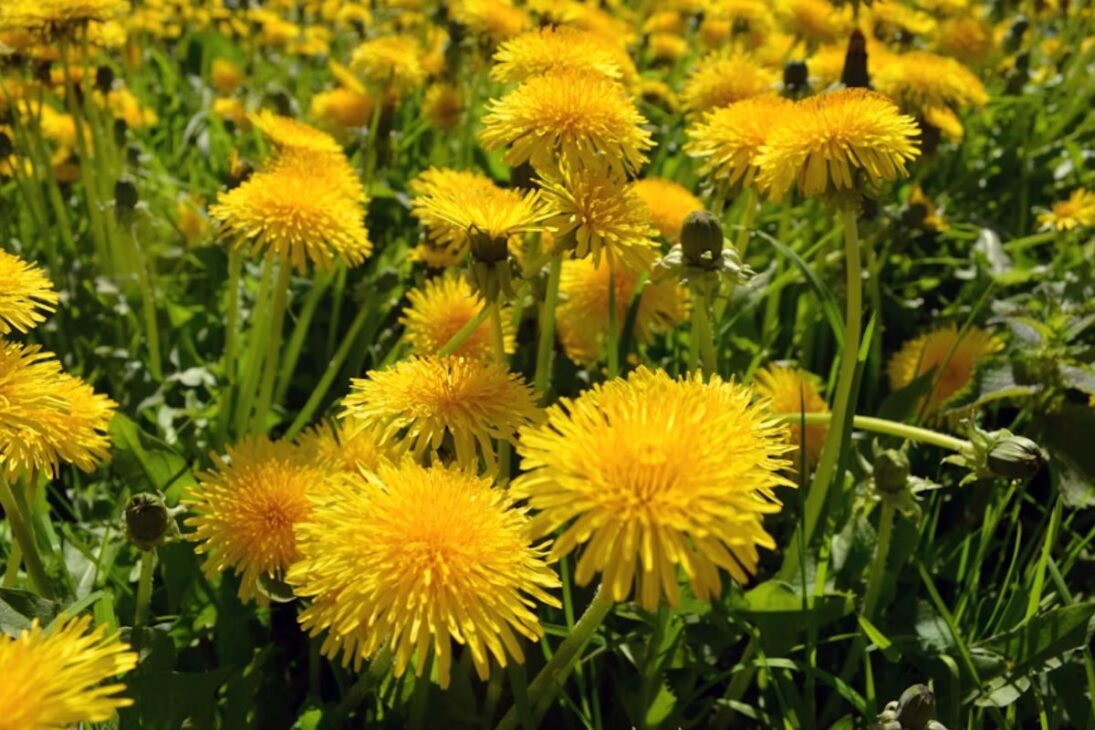 Plantas como girasol y nabo forrajero generan biomasa y ayudan a recuperar suelo compactado sin química.