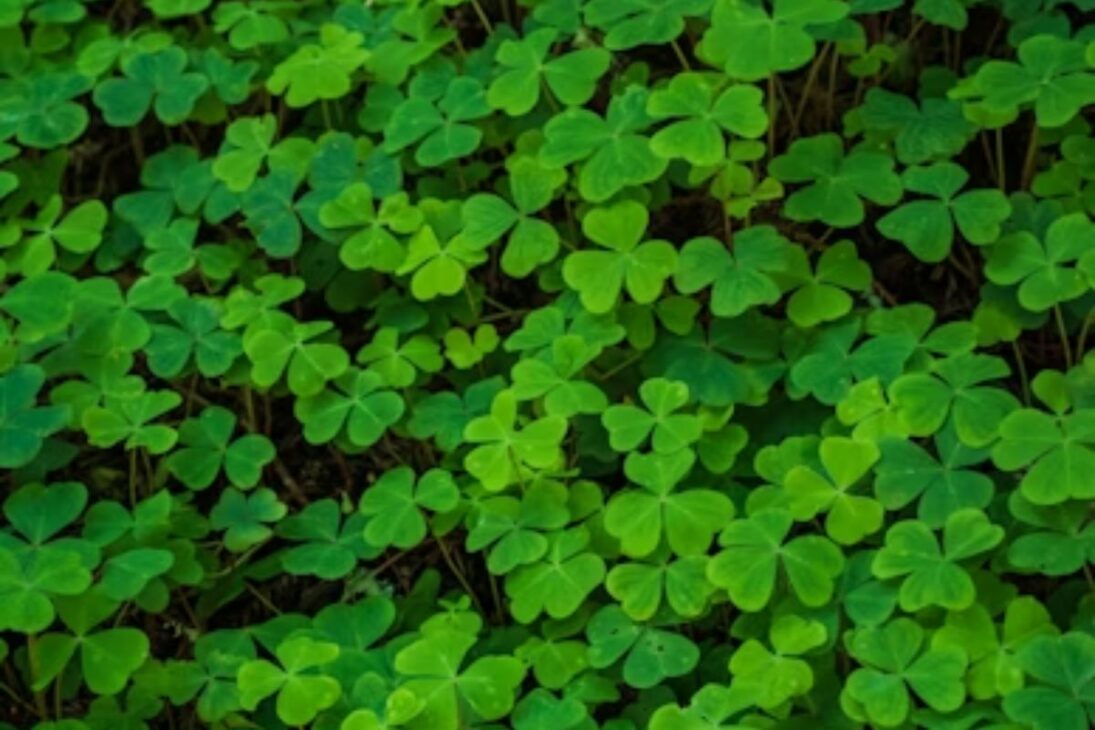 Plantas como girasol y nabo forrajero generan biomasa y ayudan a recuperar suelo compactado sin química.