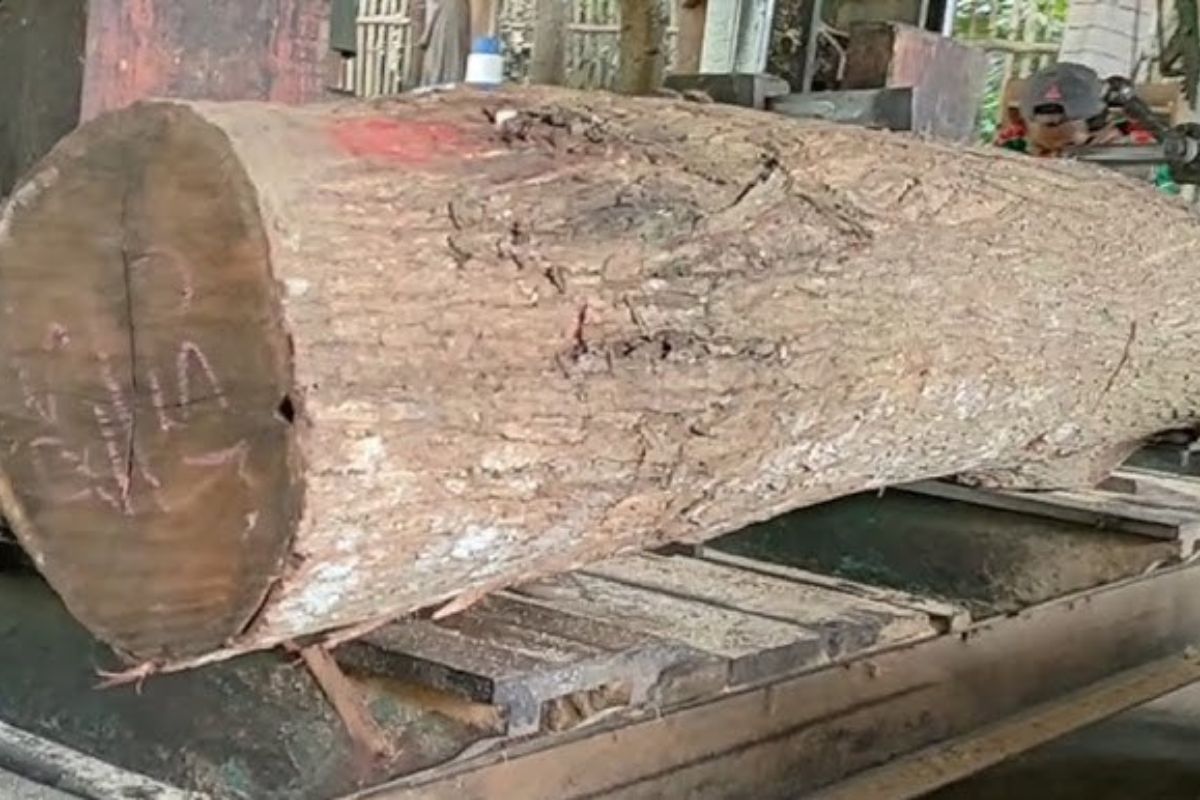 Acácia negra une madeira, solo, nitrogênio e resistência em espécie que quase sumiu do mercado apesar da durabilidade rara.