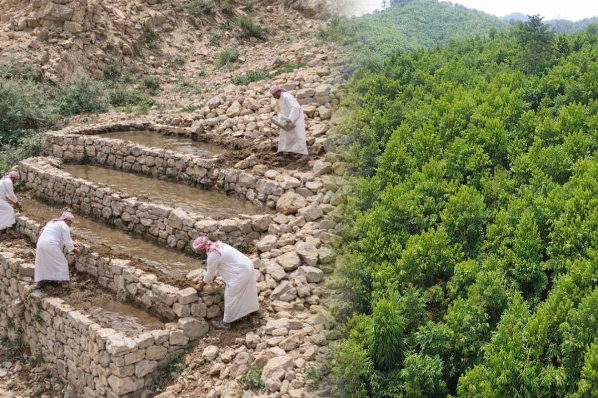 Vale desértico recupera água da chuva, regenera solo e reativa ecossistema em área seca da Arábia Saudita.