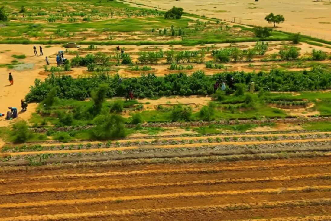 Valle desértico recupera agua de lluvia, regenera suelo y reactiva ecosistema en área seca de Arabia Saudita.