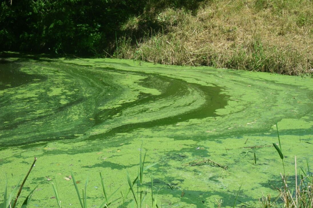 El Lago Ketchum Recibe Aluminio Para Atrapar Fósforo En El Agua Y Evitar Dredging Amplia, En Un Proyecto De Recuperación Que Mejoró La Transparencia Y Redujo Las Algás.