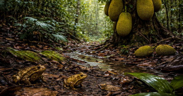 Jaqueira invasora na Mata Atlântica com frutos grandes no tronco enquanto sapos aparecem na serapilheira úmida do solo da floresta tropical