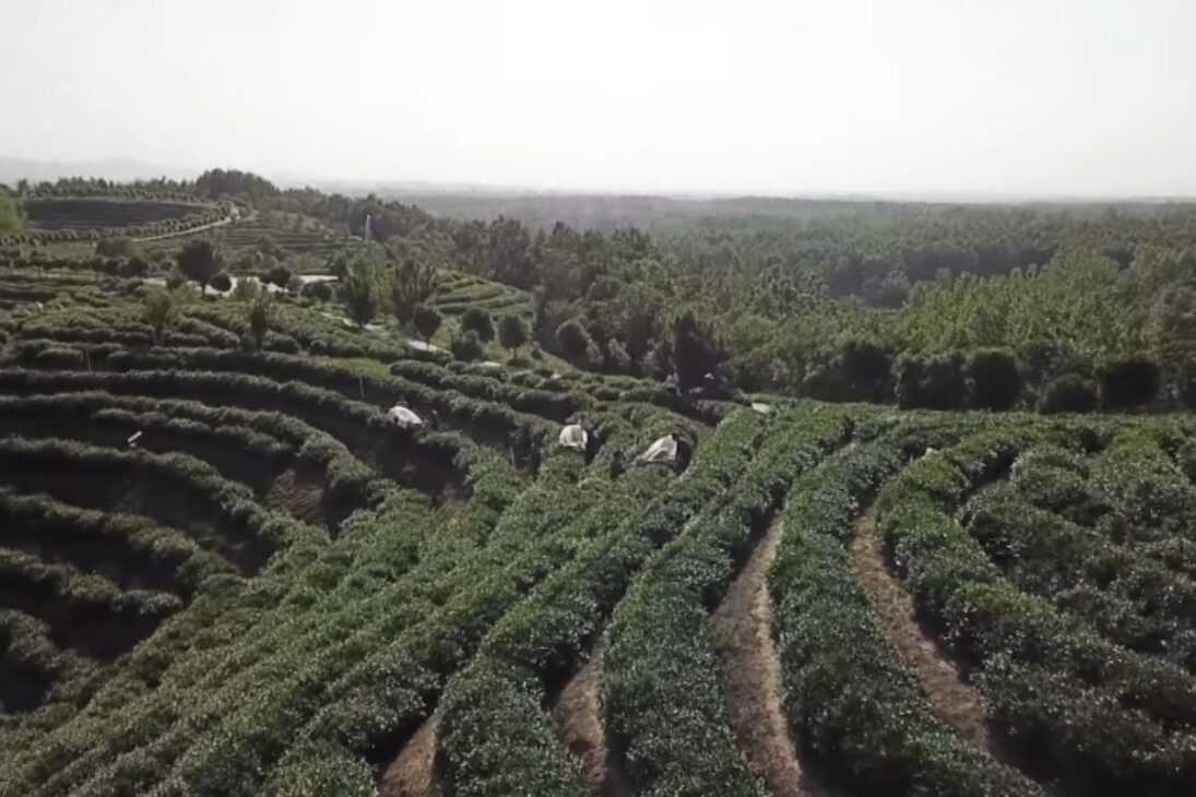 China Combina Agricultura Orgánica, Biotecnología Y Ventas En Vivo Para Proteger La Renta Rural En El Nuevo Plan Del Campo.