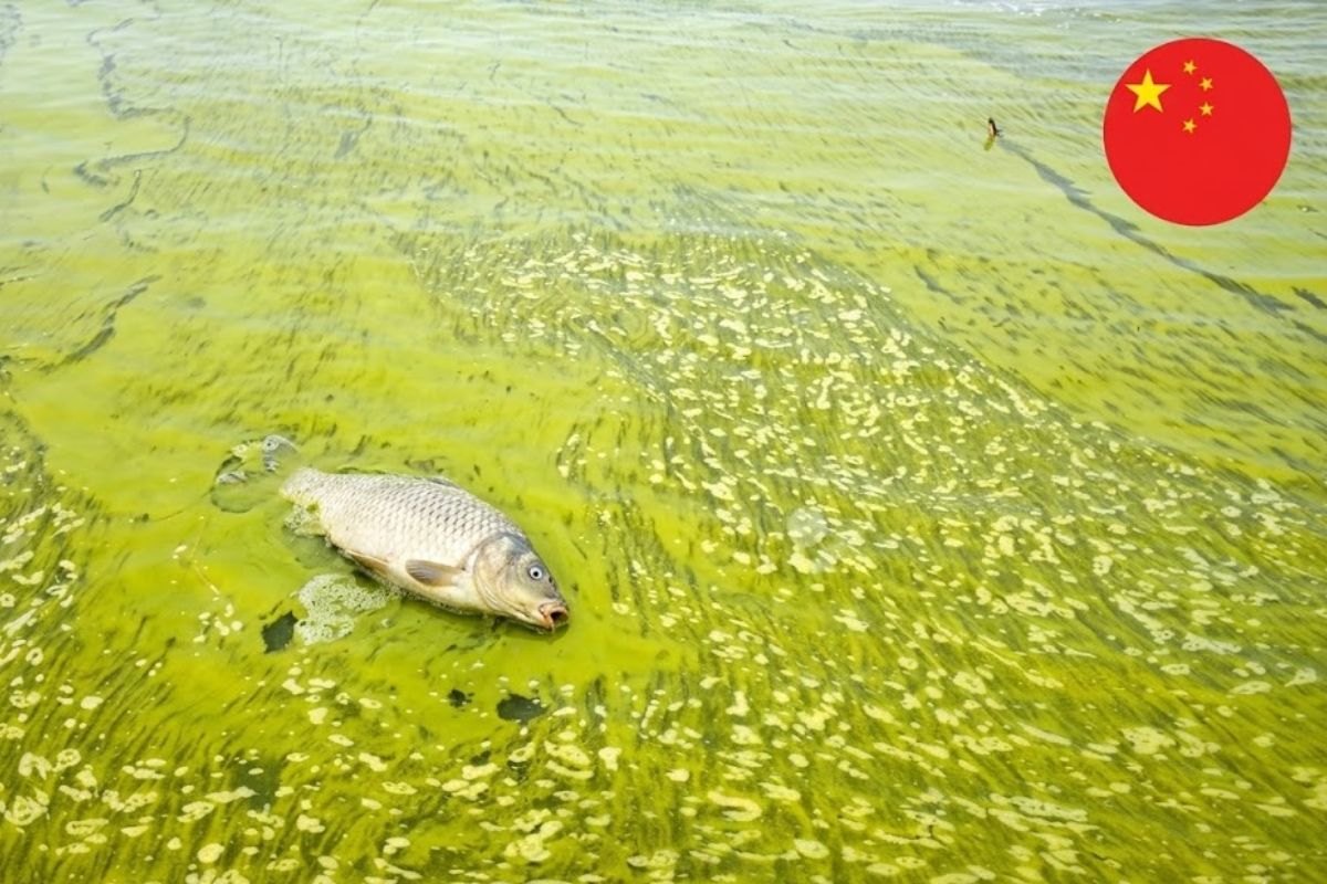 lago Taihu mostra como poluição, algas, água e fábricas explicam a crise e a recuperação de um dos maiores desastres ambientais da China.