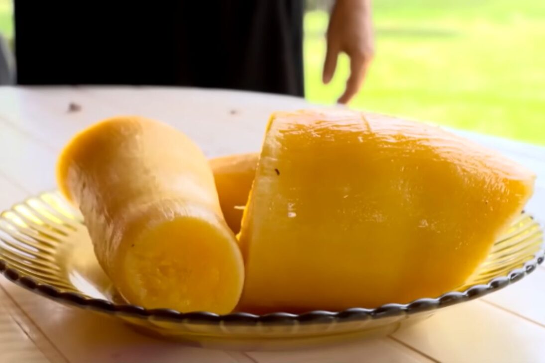 Nueva mandioca de Embrapa gana productividad con irrigación y manejo eficientes en DF y reduce desperdicios en el cultivo.