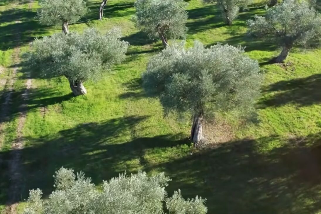 El oasis productivo muestra cómo los agricultores usan lluvia y agua para regenerar el desierto con técnicas simples y alta eficiencia.