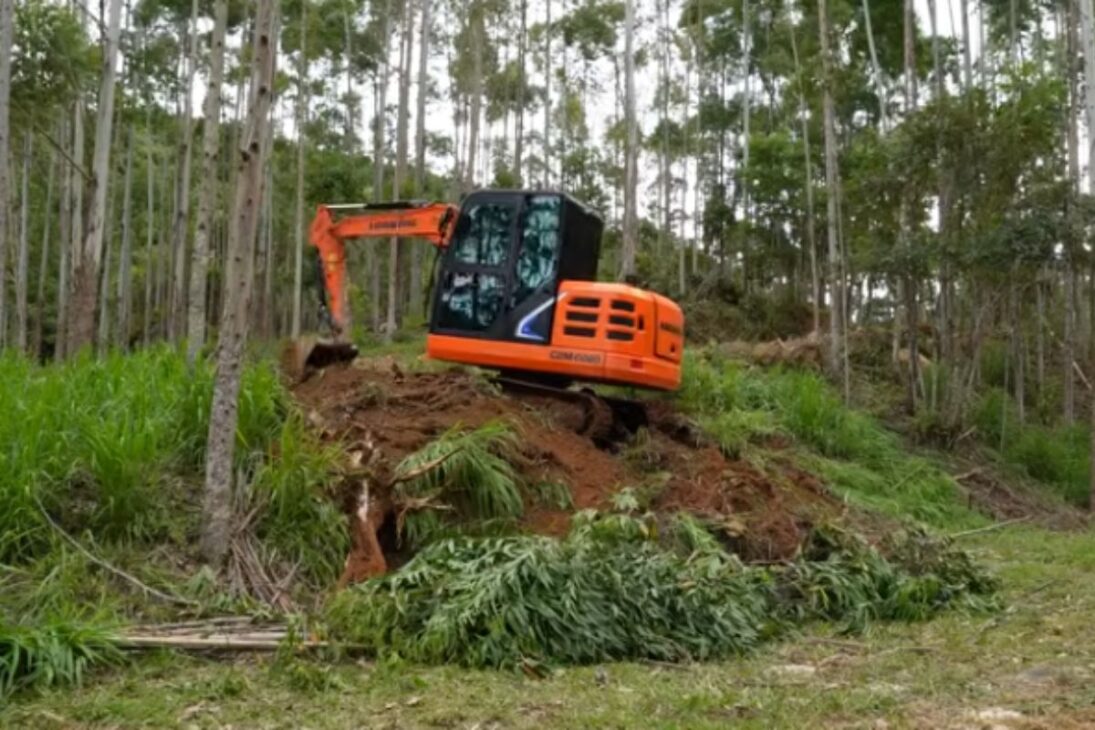 La pareja comienza desde cero en terreno de Santa Catarina, abre acceso y retira eucaliptos para transformar la nueva área.