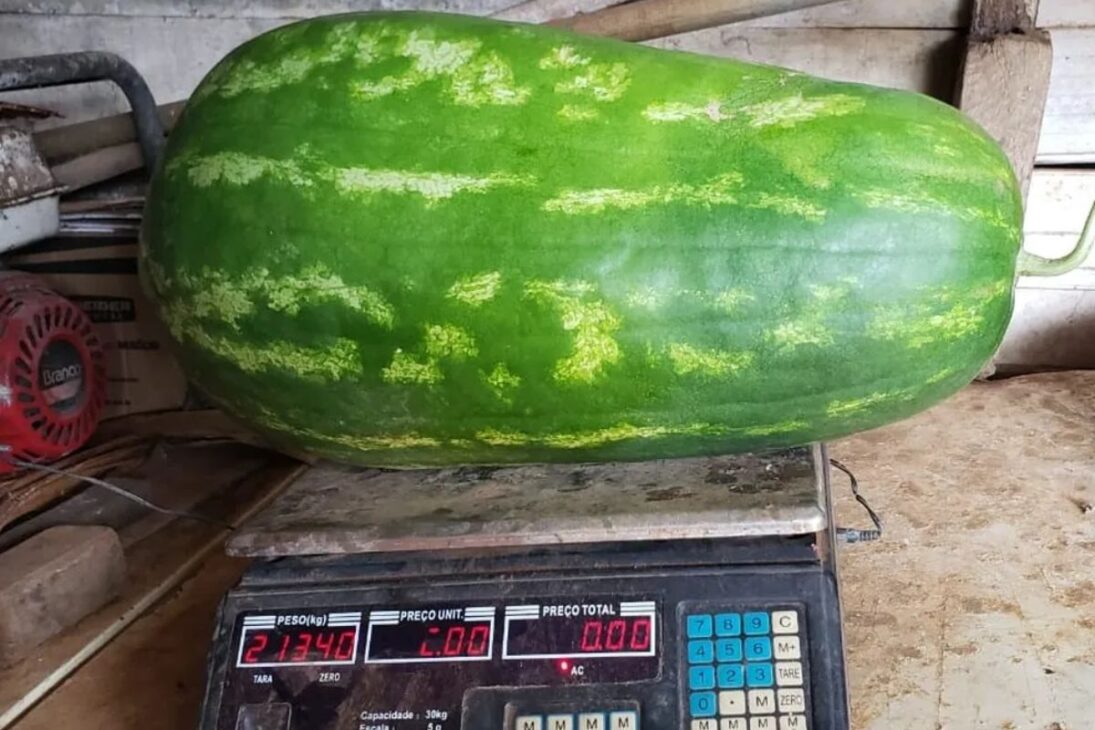 Frutas gigantes en Brasil muestran cómo sandía, calabaza y guayaba responden a técnicas de cultivo y manejo.