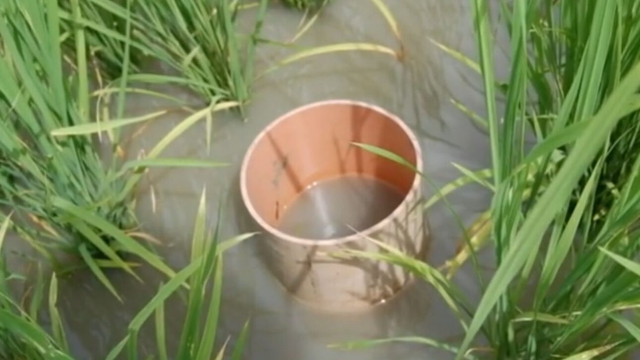 Técnica AWD utiliza tubo perforado en arrozal para reducir hasta 30% del agua y mantener productividad con menor emisión de metano.