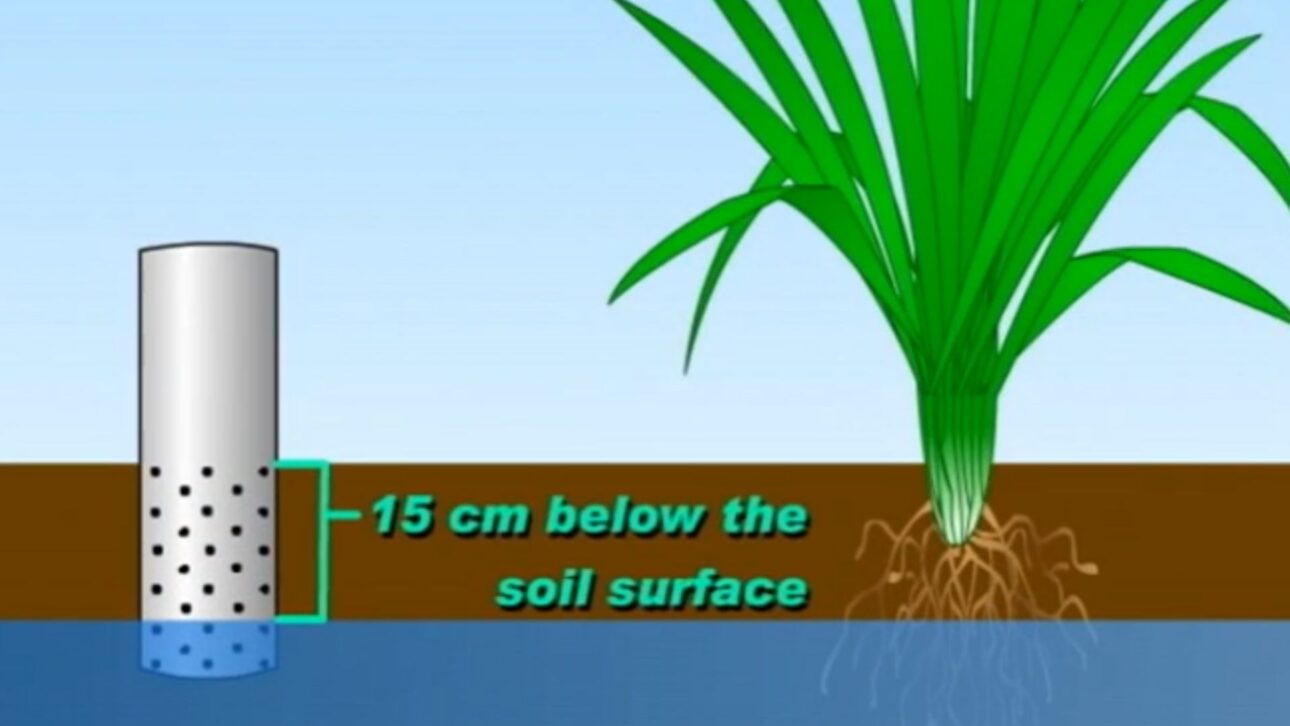 Técnica AWD utiliza tubo perforado en arrozal para reducir hasta 30% del agua y mantener productividad con menor emisión de metano.