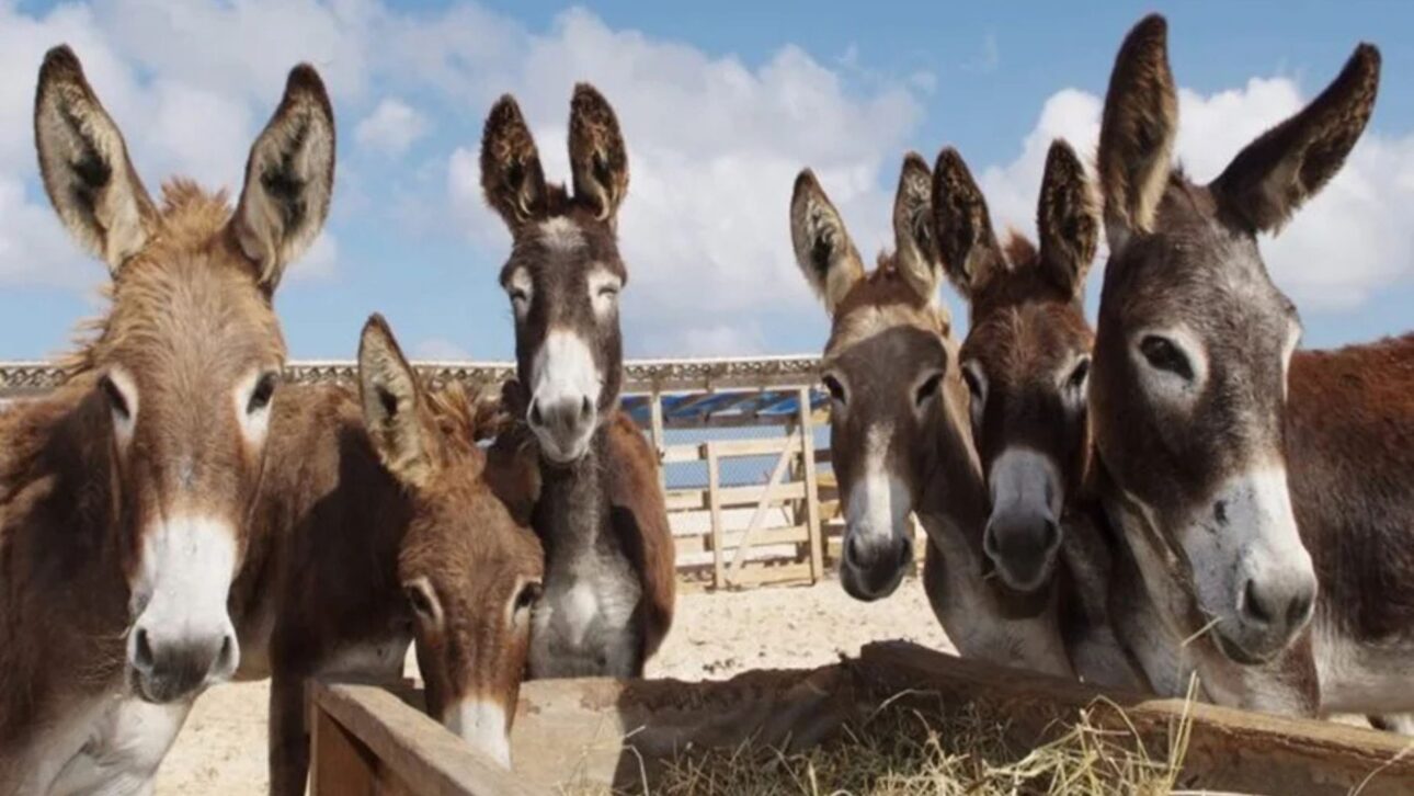 El Sacrificio de Asnos es Liberado en Brasil para Exportación de Piel a China, pero Científicos Alertan Sobre Riesgo Sanitario y Colapso de la Especie.