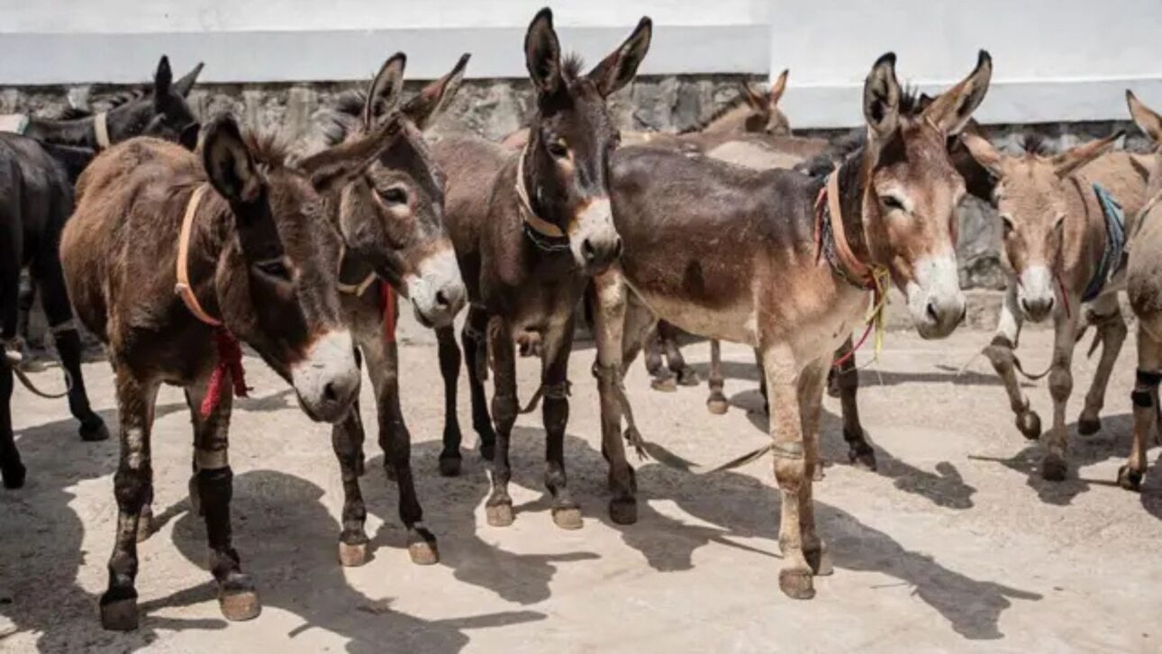 El Sacrificio de Asnos es Liberado en Brasil para Exportación de Piel a China, pero Científicos Alertan Sobre Riesgo Sanitario y Colapso de la Especie.