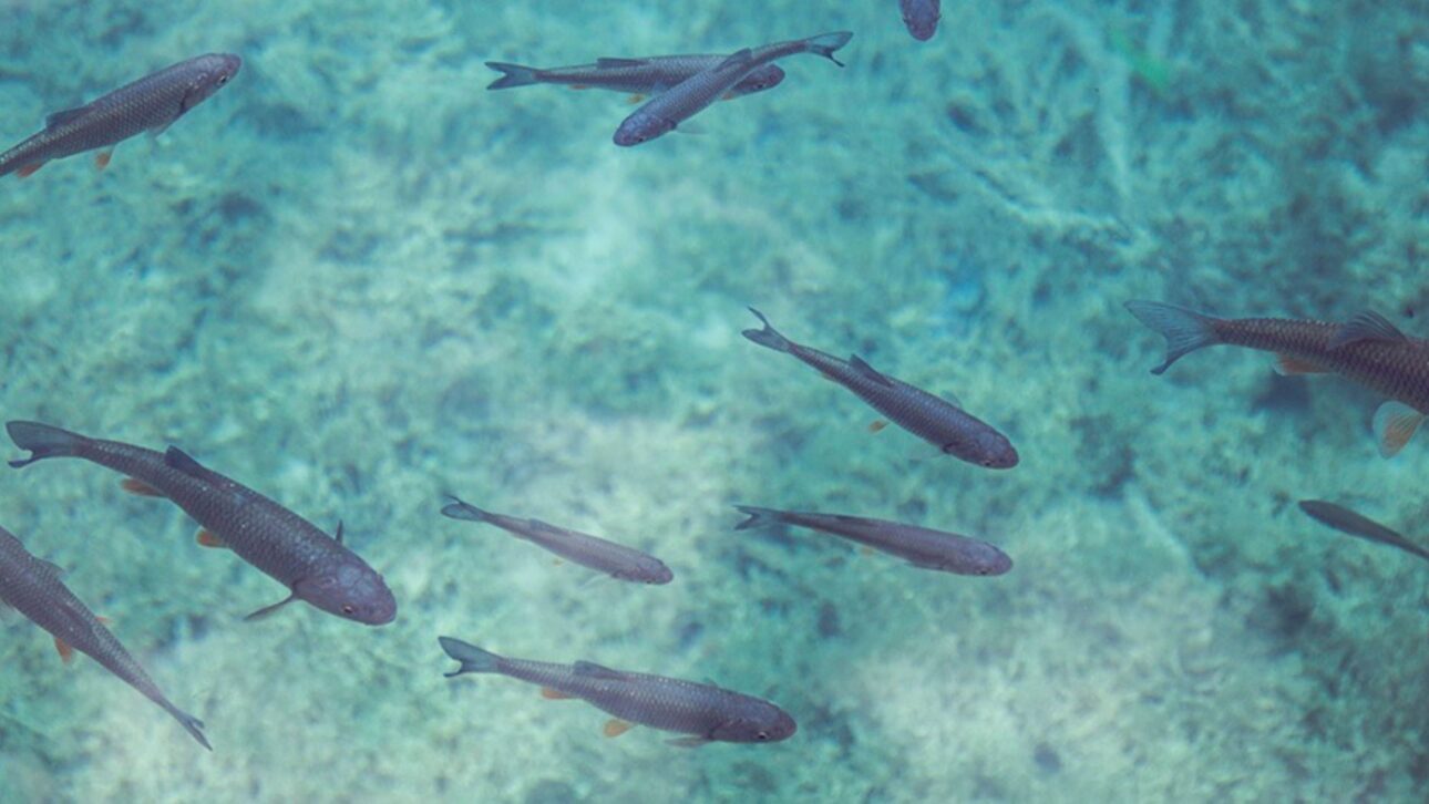Perforación en el desierto de Negev reveló agua fósil salobre y cálida que pasó a sustentar acuicultura, energía solar y agricultura.