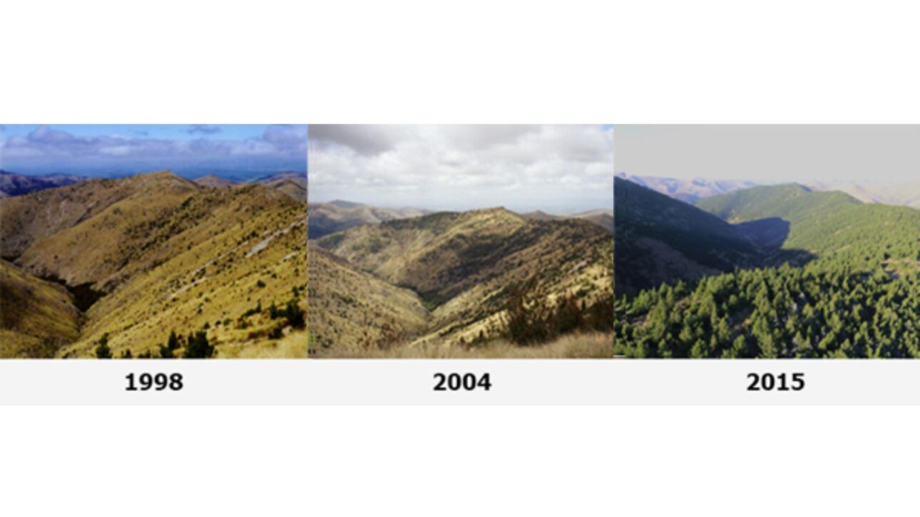 Nueva Zelanda enfrenta avance de pinos invasores que reducen el agua de las cuencas; gobierno invierte millones para contener los wilding conifers.