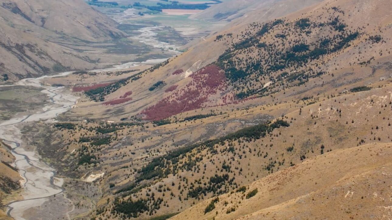 Nueva Zelanda enfrenta avance de pinos invasores que reducen el agua de las cuencas; gobierno invierte millones para contener los wilding conifers.