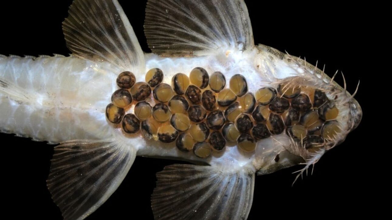 Bioparque Pantanal alcanza 100 especies reproducidas con 95% de reproducción natural y amplía la conservación de la biodiversidad acuática en el mayor acuario de agua dulce del mundo. Fotos: Lara Miranda/Bioparque Pantanal