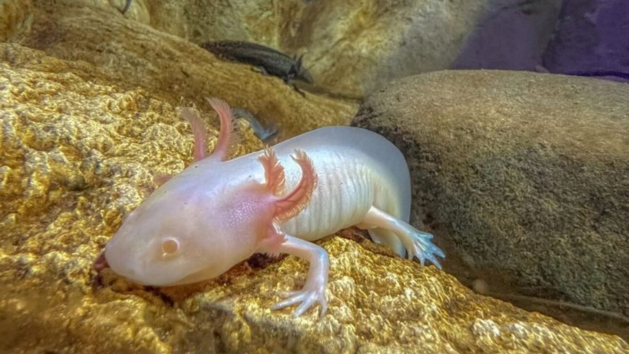 Bioparque Pantanal alcanza 100 especies reproducidas con 95% de reproducción natural y amplía la conservación de la biodiversidad acuática en el mayor acuario de agua dulce del mundo. Fotos: Lara Miranda/Bioparque Pantanal