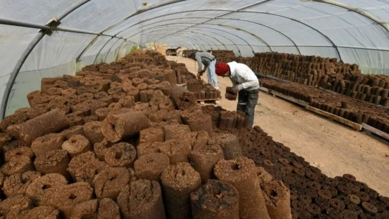 Los Residuos de la Producción de Aceite Ganan Valor Energético: Hueso de Aceituna Calienta Casas, Alimenta Calderas Industriales y Se Convierte en Biomasa Estratégica.