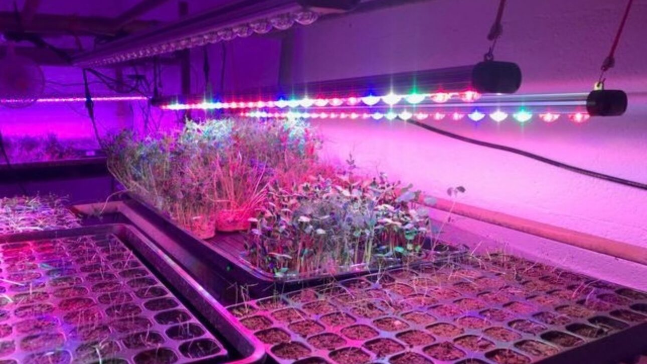 Estacionamiento abandonado en París se convierte en granja subterránea con LED y hidroponía para producir setas, endivias e microverdes dentro de la ciudad.