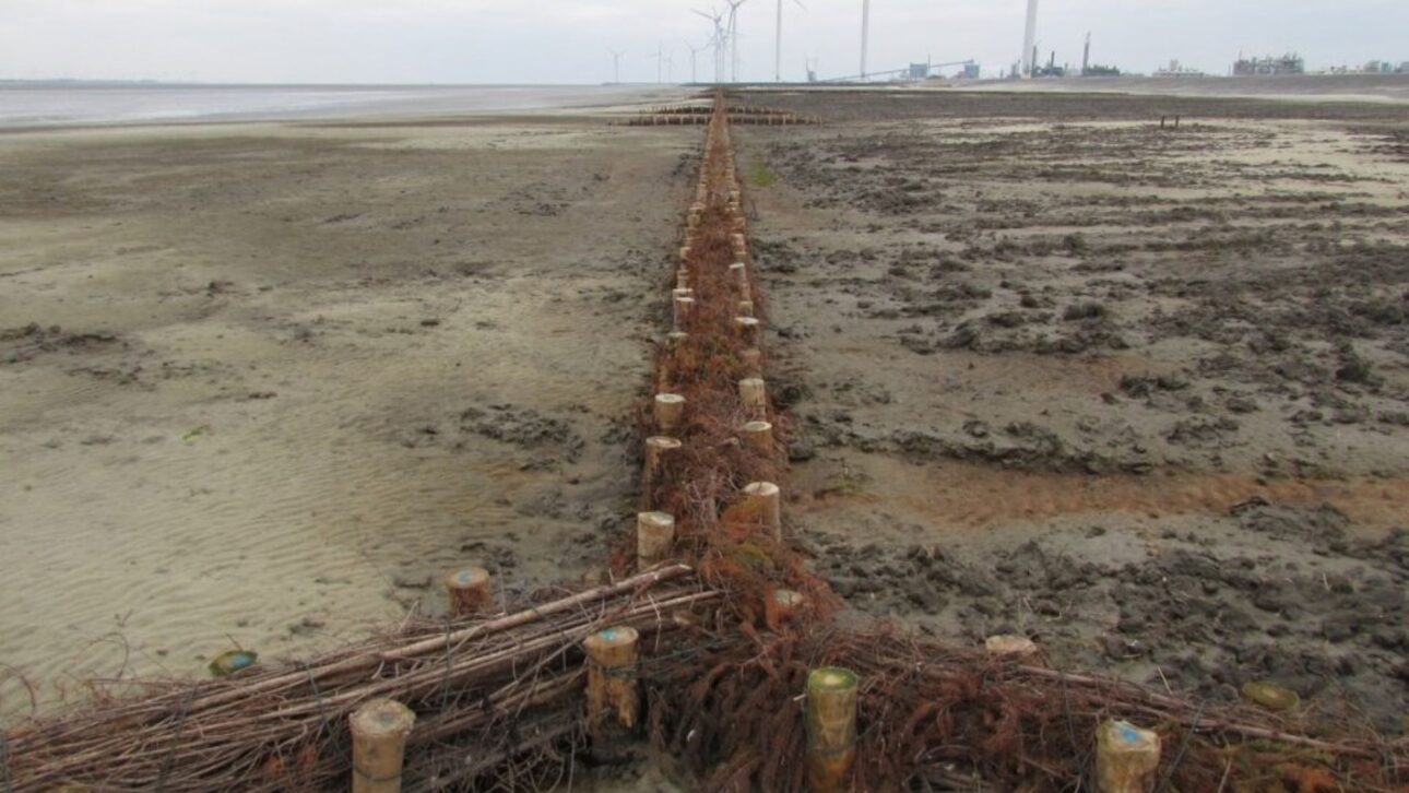 Holanda crea sábana de 15 hectáreas con represas de ramas y 1,35 millón de plantas para reforzar la protección costera contra el avance del mar.